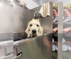 Great Pyrenees Dogs for adoption in Belleville, IL, USA