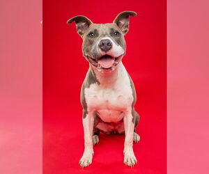 American Pit Bull Terrier-Unknown Mix Dogs for adoption in Derwood, MD, USA