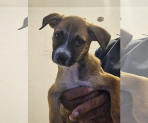 Chihuahua-Labrador Retriever Mix Dogs for adoption in Virginia Beach, VA, USA