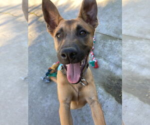 Valentino - Male Mutt Dog for Adoption - Photo #4