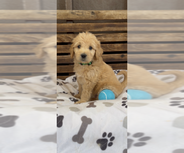 Medium Photo #30 Goldendoodle Puppy For Sale in MERCED, CA, USA