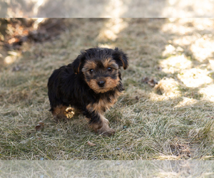 Yorkshire Terrier Puppy for sale in NAPPANEE, IN, USA