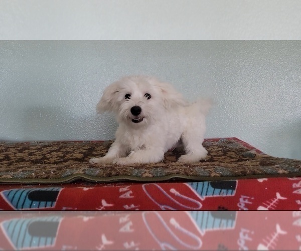 Medium Photo #1 Havanese Puppy For Sale in TUCSON, AZ, USA