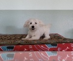 Small Photo #1 Havanese Puppy For Sale in TUCSON, AZ, USA