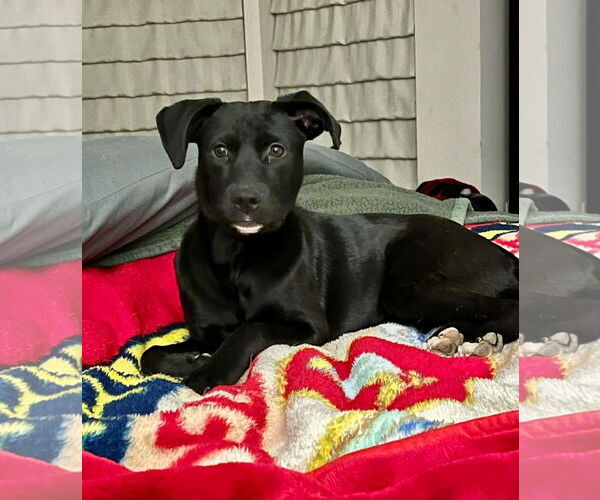 Medium Photo #9 Labrador Retriever-Unknown Mix Puppy For Sale in Germantown, OH, USA