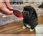Puppy 2 Poodle (Toy)-Shiranian Mix