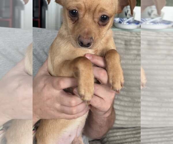 Medium Photo #1 Chihuahua Puppy For Sale in Holly Springs, NC, USA