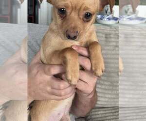 Chihuahua Dogs for adoption in Holly Springs, NC, USA