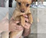 Small Chihuahua