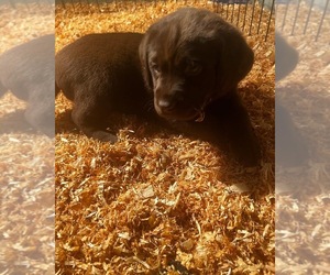 Labrador Retriever Puppy for sale in HILLSBORO, OR, USA