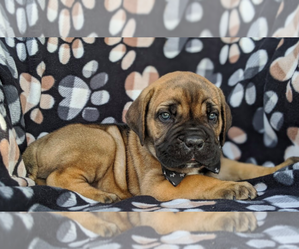Medium Photo #5 Cane Corso Puppy For Sale in KIRKWOOD, PA, USA