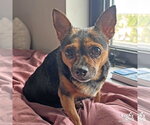 Small #6 Chihuahua Mix