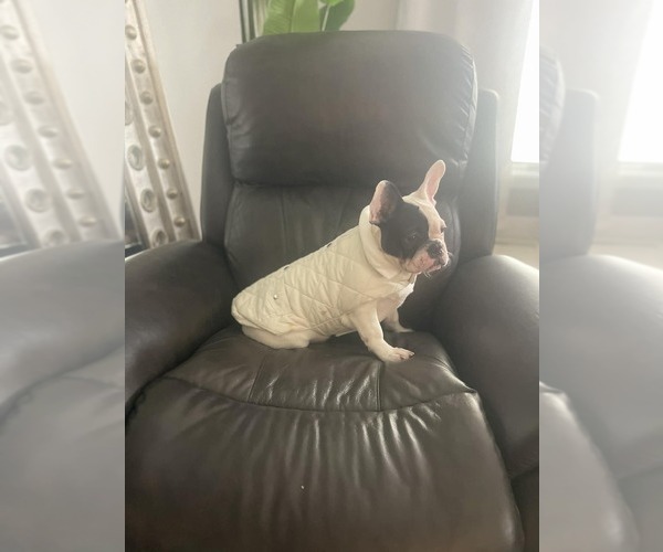 Medium Photo #8 French Bulldog Puppy For Sale in CINCINNATI, OH, USA