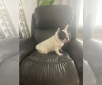 Small #7 French Bulldog
