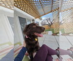 Small #20 Australian Shepherd Mix