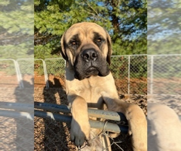 Medium Photo #1 Mastiff Puppy For Sale in SPRINGFIELD, TN, USA