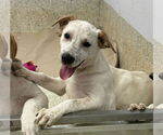 Small #1 Labrador Retriever Mix