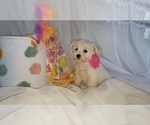 Small Photo #7 Schnauzer (Miniature) Puppy For Sale in WINDYVILLE, MO, USA