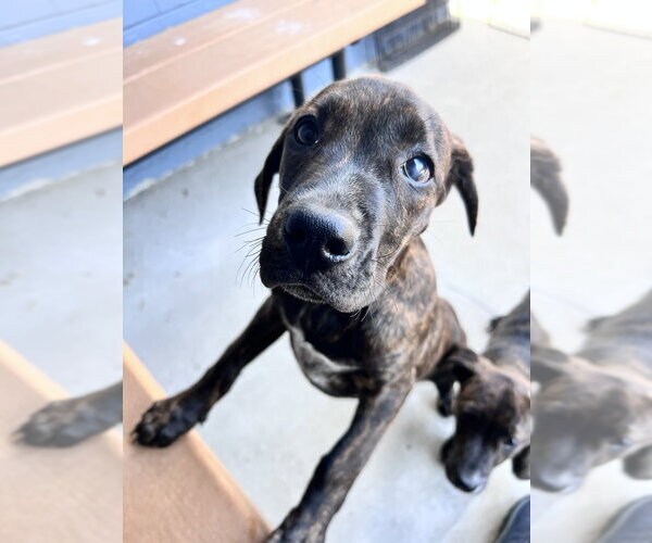 Medium Photo #1 Mutt Puppy For Sale in Elmsford, NY, USA