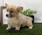 Small #2 Pembroke Welsh Corgi