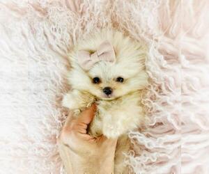 Pomeranian Puppy for sale in NEW YORK, NY, USA