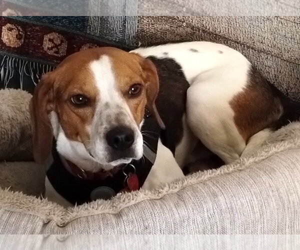 Medium Photo #10 Beagle Puppy For Sale in Dunnellon, FL, USA