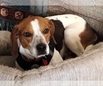 Small #9 Beagle