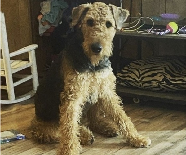 Medium Photo #1 Airedale Terrier Puppy For Sale in N PARKERSBURG, WV, USA