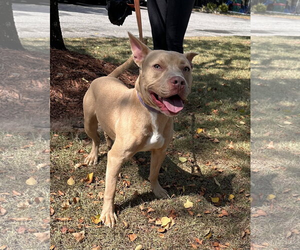 Medium Photo #5 American Staffordshire Terrier-Labrador Retriever Mix Puppy For Sale in Garner, NC, USA