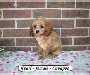 Cavapoo Puppy for sale in CLARKRANGE, TN, USA