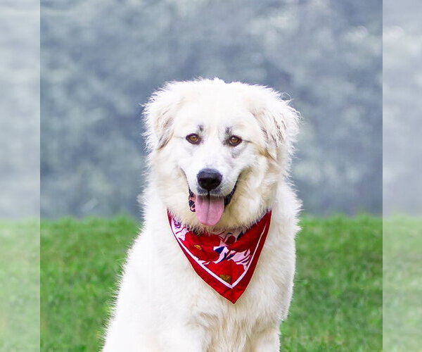 Medium Photo #4 Great Pyrenees-Unknown Mix Puppy For Sale in Unionville, PA, USA