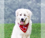 Small #3 Great Pyrenees Mix