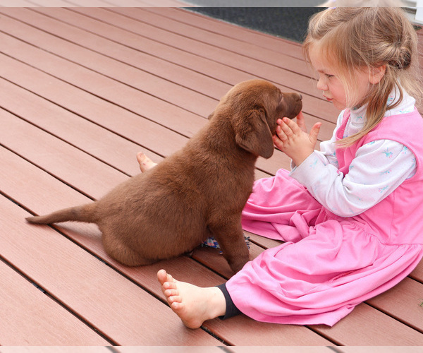 Medium Photo #10 Labrador Retriever Puppy For Sale in SYRACUSE, IN, USA