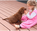 Small #9 Labrador Retriever