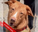 Small Labrador Retriever Mix