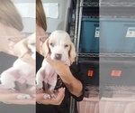 Puppy Penny Basset Hound