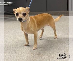 Lydia - Female Chihuahua-Unknown Mix Dog for Adoption - Photo #2