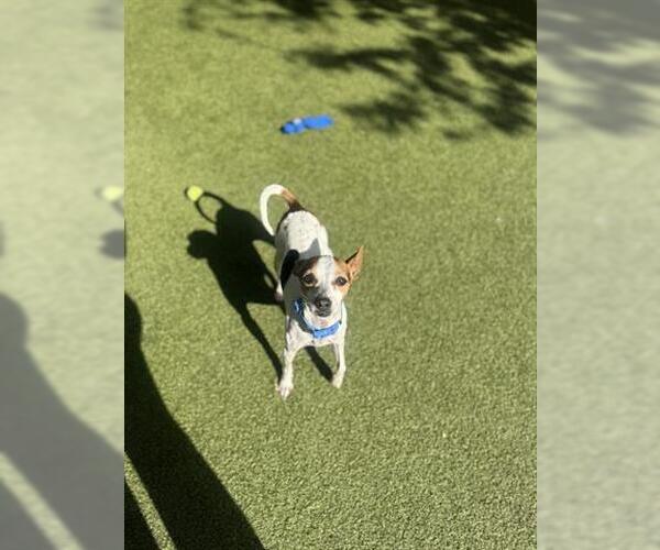 Medium Photo #2 Chihuahua Puppy For Sale in San Martin, CA, USA