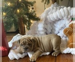 Puppy Donner Bulldog