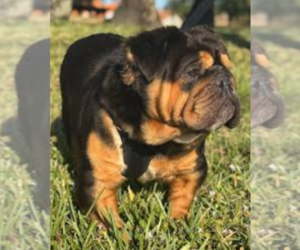 Mother of the English Bulldog puppies born on 02/19/2025