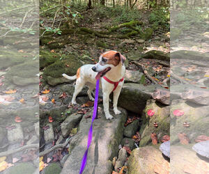 Mutt Dogs for adoption in Tracy City, TN, USA