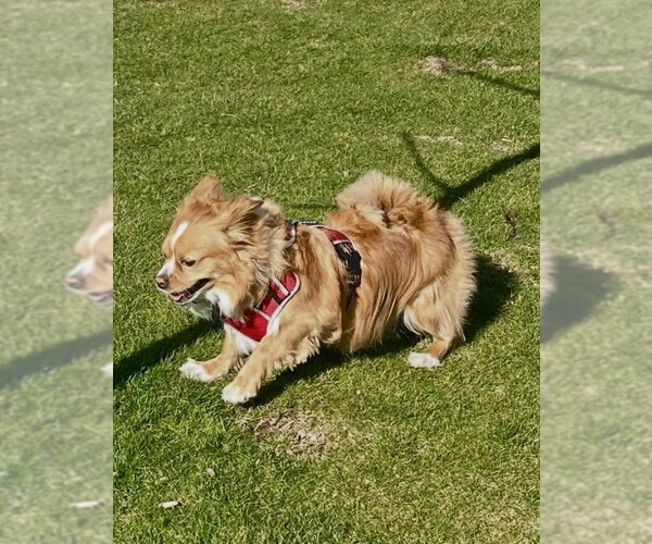 Medium Photo #4 Pomeranian-Unknown Mix Puppy For Sale in Mesa, AZ, USA