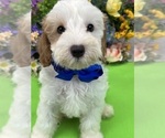 Small Photo #2 Cavapoo Puppy For Sale in BULLARD, TX, USA