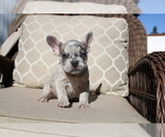 Puppy 3 French Bulldog
