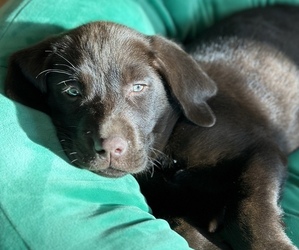 Labrador Retriever Puppy for sale in HARTLAND, MI, USA
