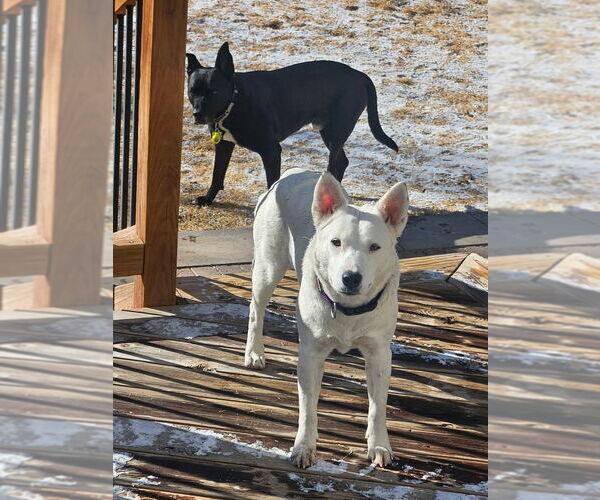 Medium Photo #7 Mutt Puppy For Sale in Lakewood, CO, USA