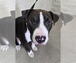 SUSHI - Male Mutt Dog for Adoption - Small photo