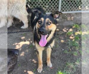 German Shepherd Dog Dogs for adoption in Modesto, CA, USA