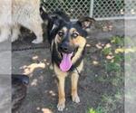 Small German Shepherd Dog