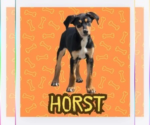 Doberman Pinscher-Unknown Mix Dogs for adoption in Anchorage, AK, USA